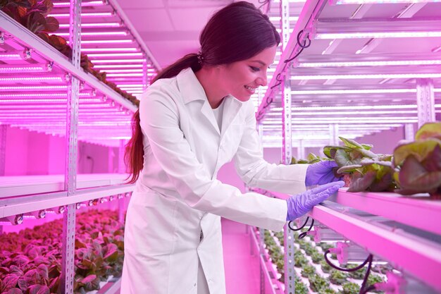 Woman cultivating lettuce in lab with UV light