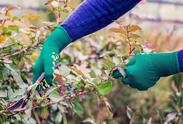 Photo woman cuts bush with scissors in the garden