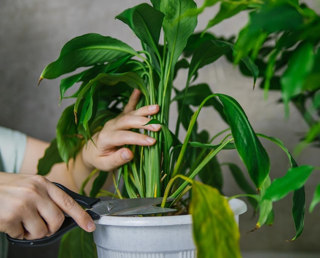 スパティフィラムの枯れた黄色の葉を切る女性。屋内植物の世話の概念。白い鍋に屋内の花。