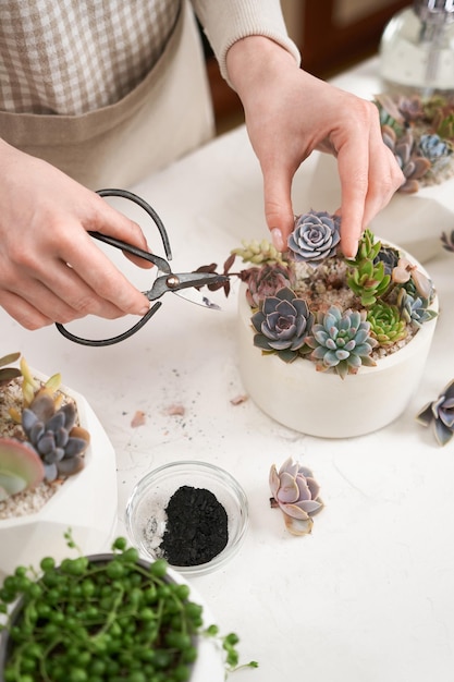 Woman cutting echeveria succulent house plant in a pot with mini secateurs