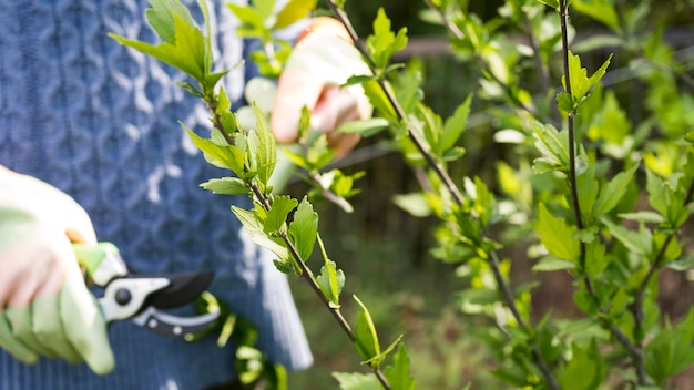 Foglie di taglio della donna dal suo primo piano del giardino