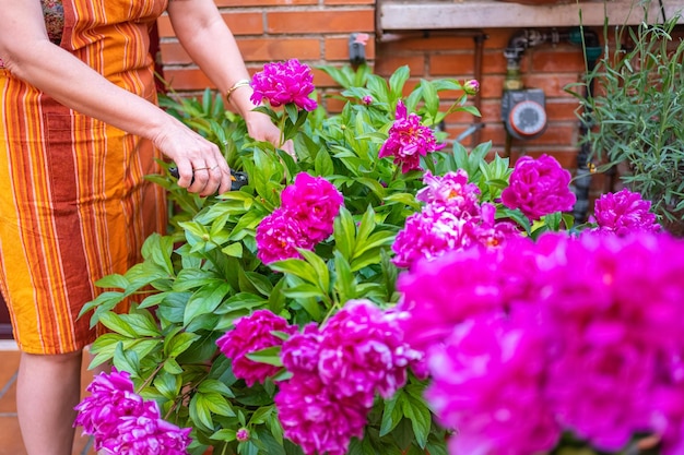 Woman cutting peonies flowers of intense color from her garden to put in a vase