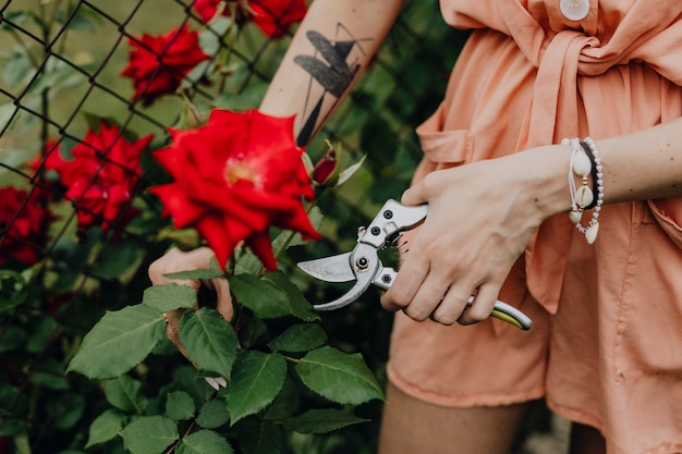 Woman cutting a red rose from the bush