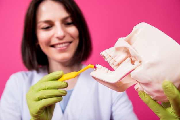 Woman dentist brushing teeth of an artificial skull using a single tufted toothbrush