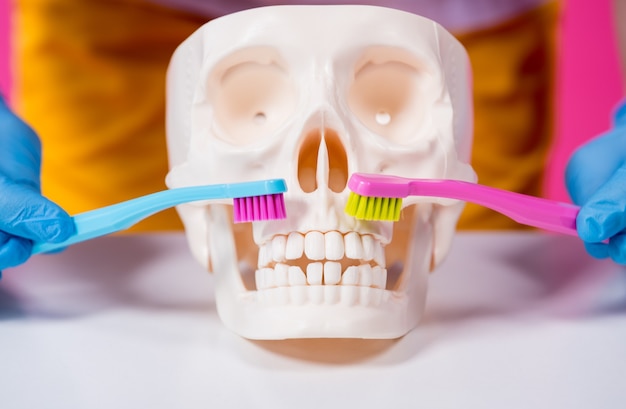두 개의 칫솔을 사용하여 인공 두개골의 이를 닦는 여성 치과의사