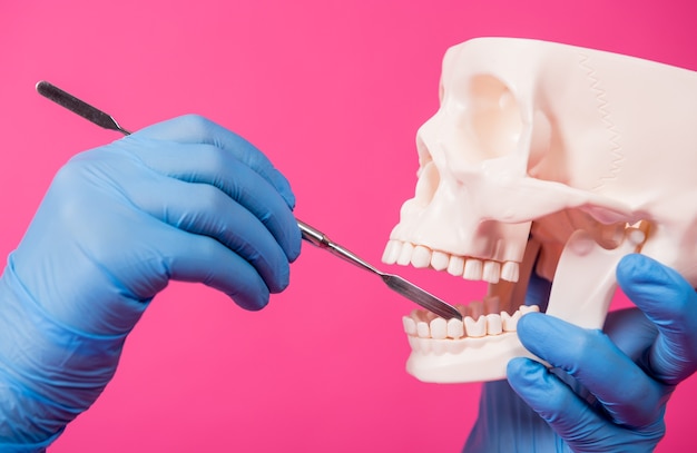 Woman dentist examines the oral cavity of the artificial skull with sterile dental instruments