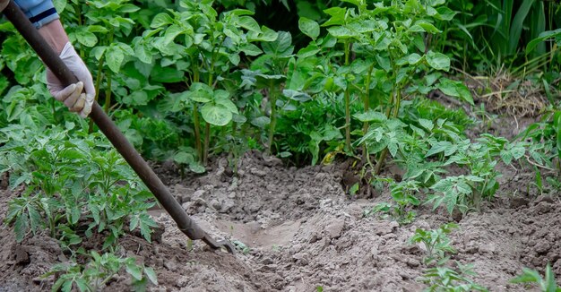 Woman digs garden beds Weeding weeds in the garden Agricultural work Selective focus