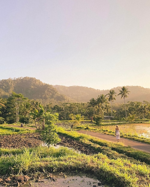 Woman in dress walking through rice paddies in the jungle of bali indonesia