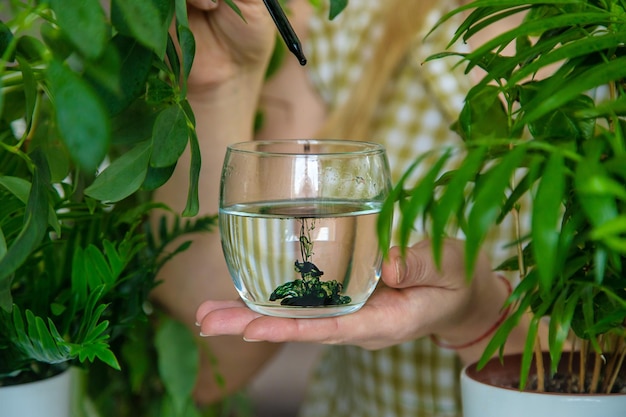 A woman drinks liquid chlorophyll Selective focus