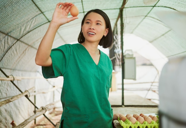 Woman egg quality and check on farm chicken and poultry with agriculture and natural organic and free range eggs Japanese farmer in greenhouse farming and sustainable business in rural Japan