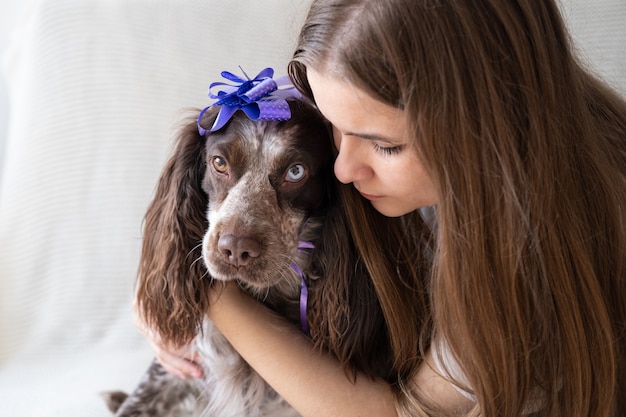 Woman embrace russian spaniel chocolate merle different colours eyes funny dog wearing ribbon bow on head. Gift. Holiday. Happy birthday. Christmas.