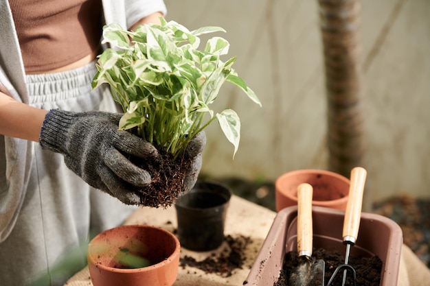 花を植える女性