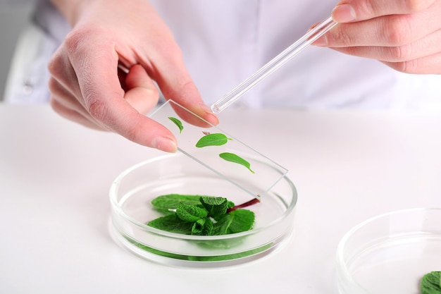 Woman examining green plant in laboratory close up