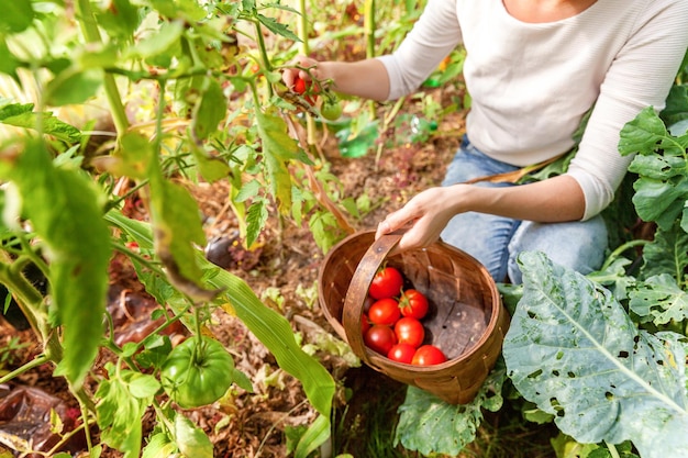 Руки женщины-фермера с корзиной собирают свежие спелые органические помидоры