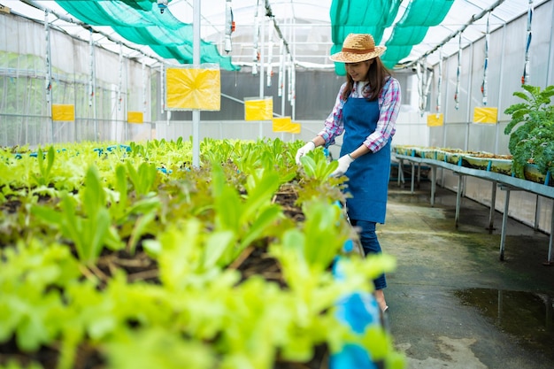 温室内の有機農場で害虫を見つけるための女性農家と新鮮な野菜サラダをチェック