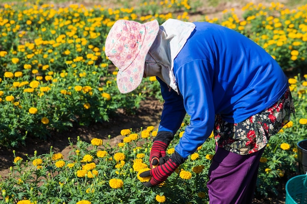 Photo woman farmer cutting marigold for selling in farm