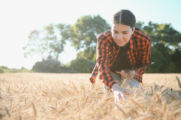 A woman farmer examines the field of cereals and sends data to\
the cloud from the tablet smart farming and digital\
agriculture