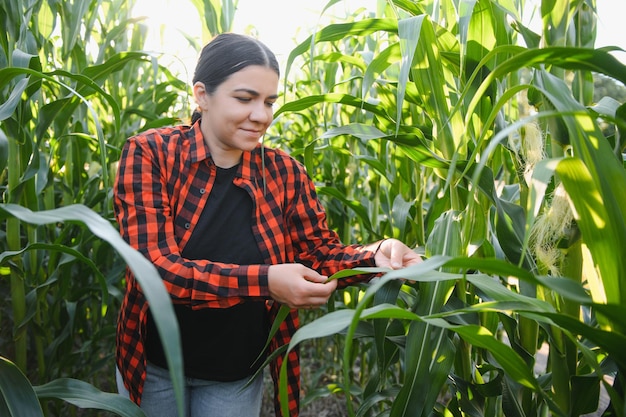 Woman farmer in a field of corn cobs