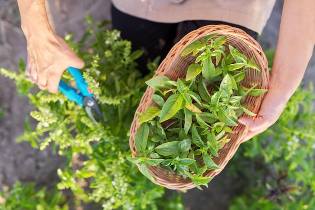 Woman farmer gardener cuts basil with pruner leaves in basket harvest of green herbs natural organic spices