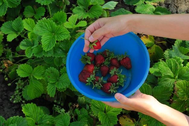 Una contadina raccoglie fragole mature in giardino e le mette in una ciotola