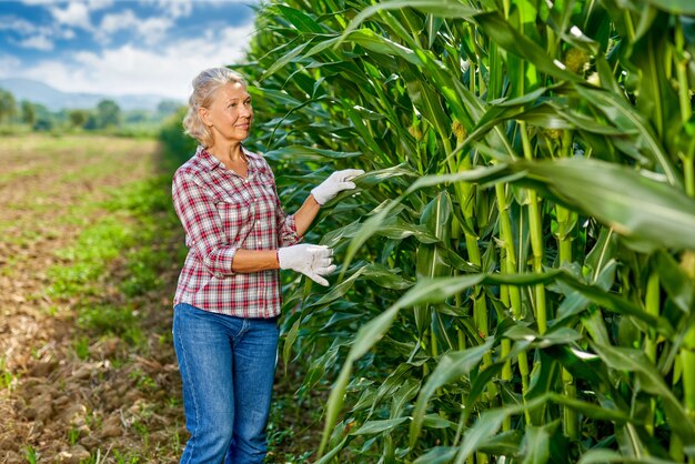 Woman farmer harvesting crop corn