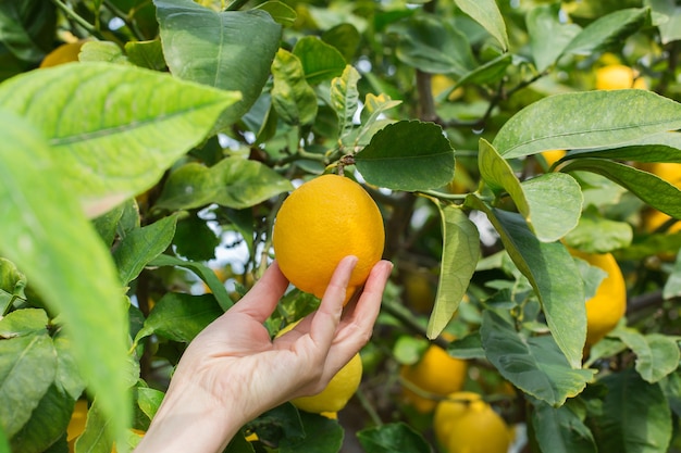 Woman farmer harvesting picking lemons in the orchard