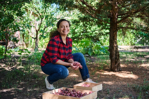 사진 수석 농부의 들판에서 감자를 수확하는 여성 농부 유기농 원예 야채 재배 생물학 개념