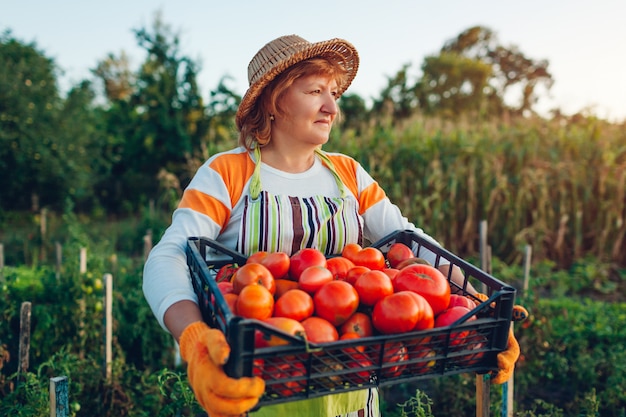 Woman farmer holding box of red tomatoes on eco farm