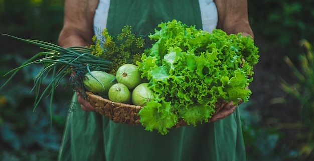 A woman farmer holds a harvest of vegetables in her hands Selective focus Food