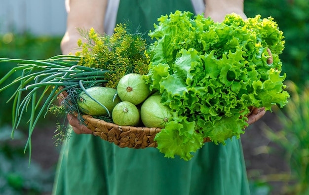 A woman farmer holds a harvest of vegetables in her hands Selective focus Food
