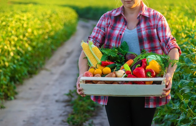 女性農家が野菜を手に持っています。セレクティブフォーカス。食べ物。