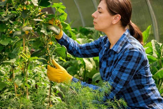 キュウリの植物を検査する女性農民品質の温室青いシャツを着た農家の労働者チェック