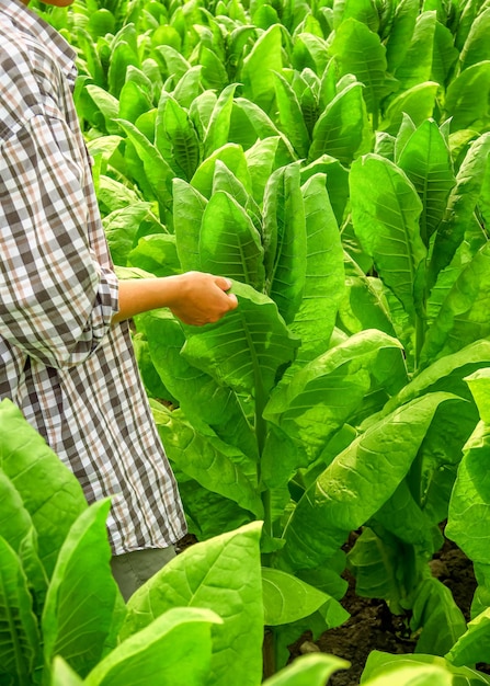 a woman farmer inspects tobacco bushes at a tobacco farm. tobacco cultivation concept