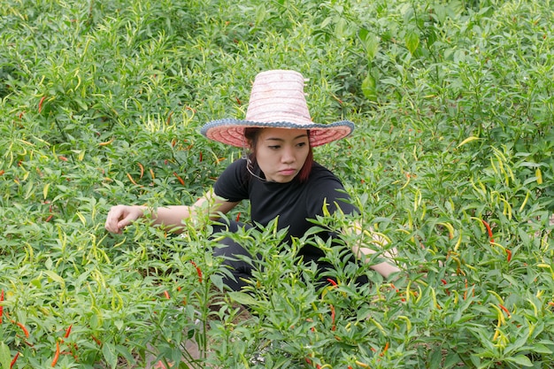 Peperoncini rossi di raccolto dell'agricoltore della donna nel campo agricolo