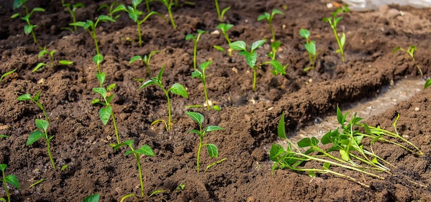 Woman farmer planting seedlings of pepper in a greenhouse selective focus