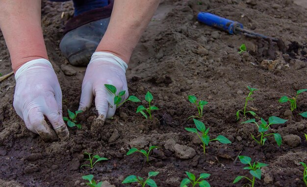 温室の選択的な焦点でコショウの苗を植える女性農家