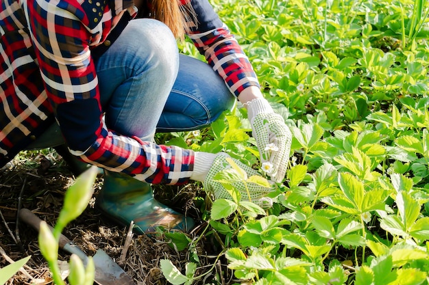 草を植える女性農夫 春の庭園で草の植え付け 植物の育て方 秋と冬の栽培 植え付け