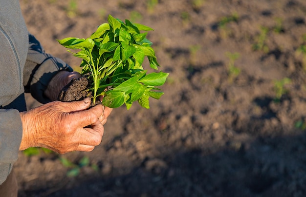 A woman farmer plants peppers in her garden Selective focus