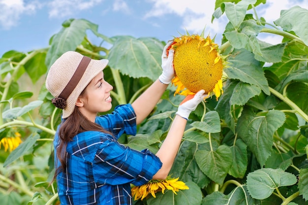 Woman farmer in sunflowers field looking at seeds