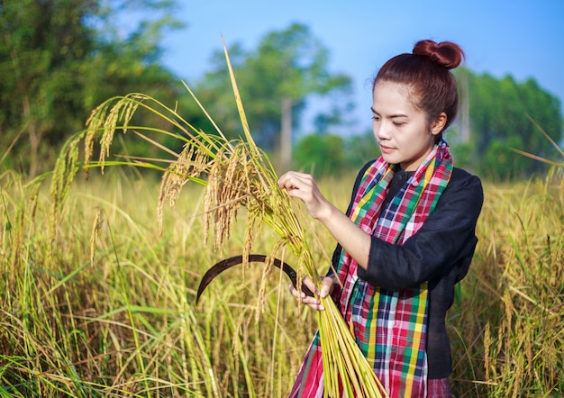 woman farmer using sickle to harvesting rice in field