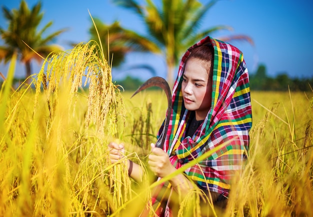 woman farmer using sickle to harvesting rice in field