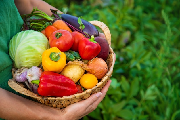 Woman farmer in the vegetable garden with a harvest of vegetables. Selective focus. Food.