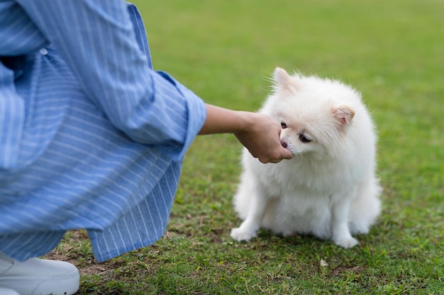 女性は公園で彼女のポメラニアン犬に餌をやる