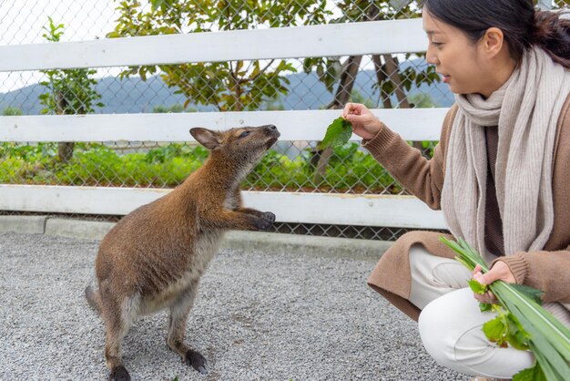 Woman feed kangaroo at tourist zoo park