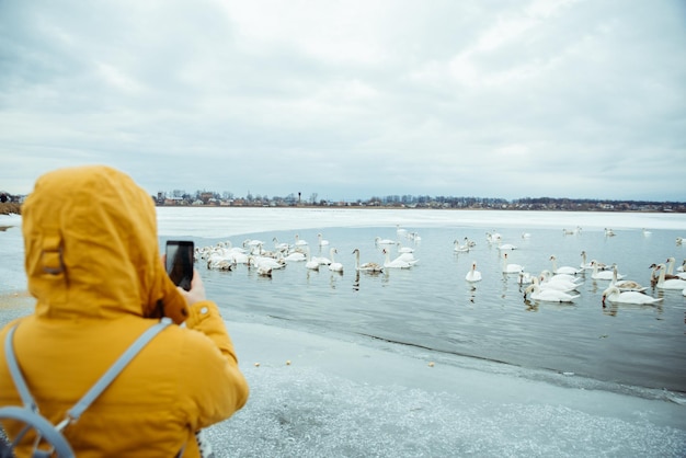 凍った冬の湖で白鳥を養う女性