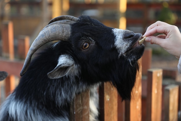 Woman feeding cute goat in zoo closeup