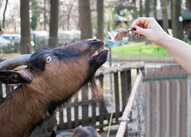 woman feeding goats at a farm