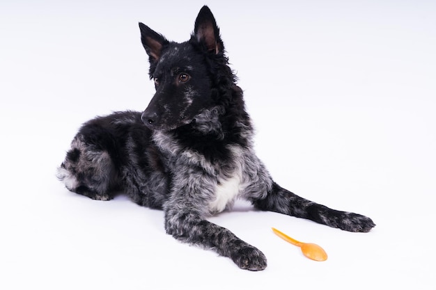 Woman feeding mudi dog on the studio or at home closeup