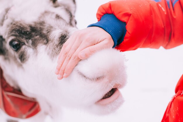 Woman feeding a Reindeer in winter