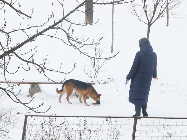 Woman feeds homeless dog eating food in street in winter time, closeup